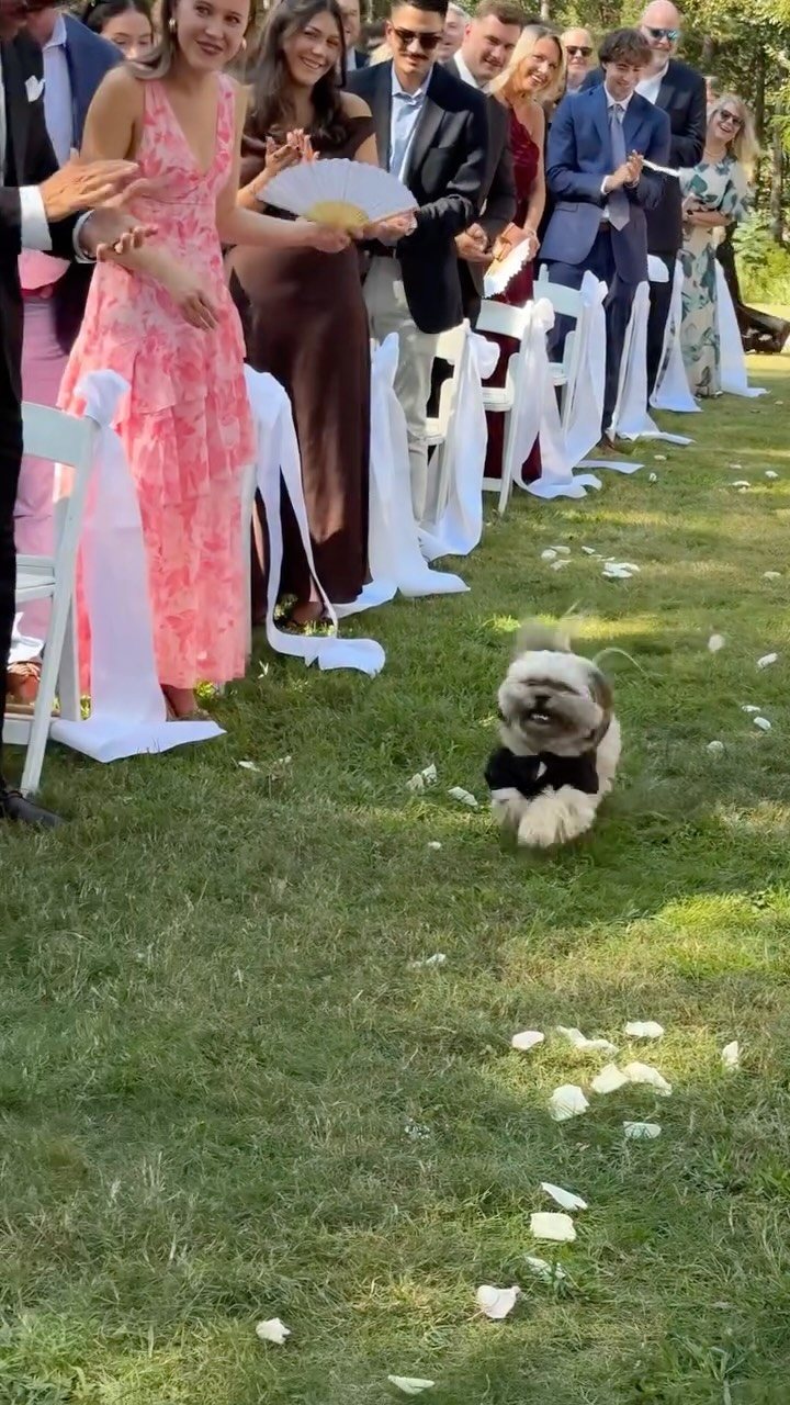 Small white dog wearing a black bowtie walking down a grassy wedding aisle.