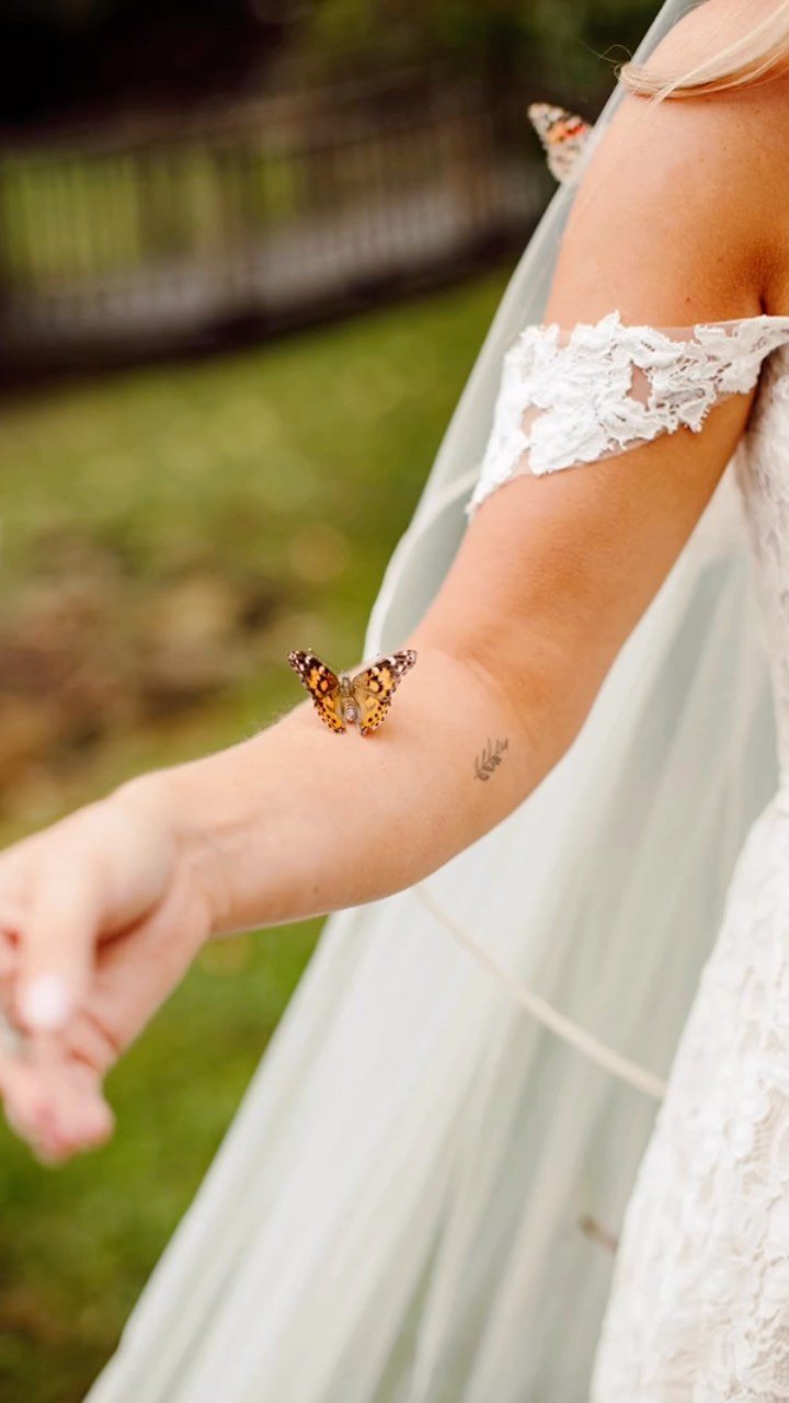 Monarch butterflies resting on the arm and shoulder of a person in a white lace dress.