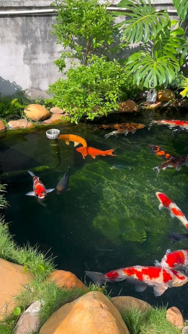 10 Backyard Pond Ideas That Bring Water, Sound and Life to Your Yard 7 Colorful koi fish swimming in a clear backyard pond surrounded by lush green plants and rocks.