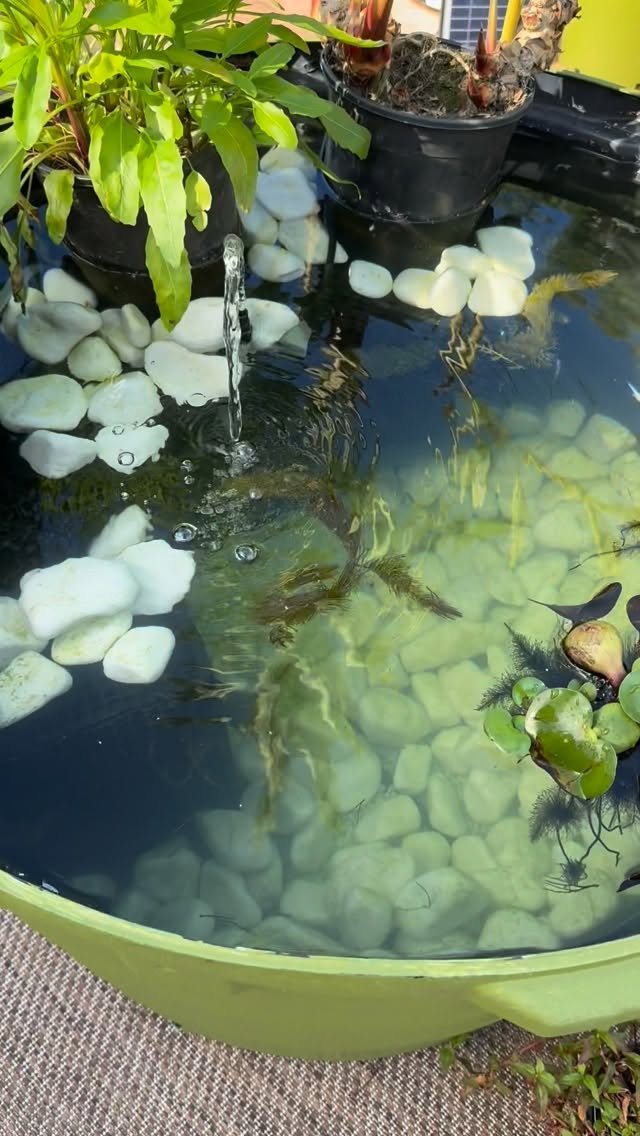10 Backyard Pond Ideas That Bring Water, Sound and Life to Your Yard 3 Small green container pond with white stones, aquatic plants, and fish swimming in clear water.