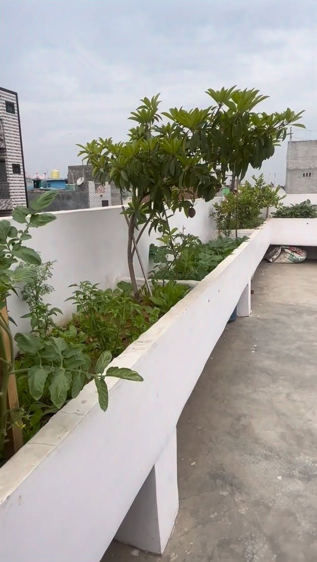 12 Container Garden Ideas for Small Patios, Balconies & Rooftops 10 Green plants and shrubs growing in a long, white, built-in concrete planter on a rooftop terrace.