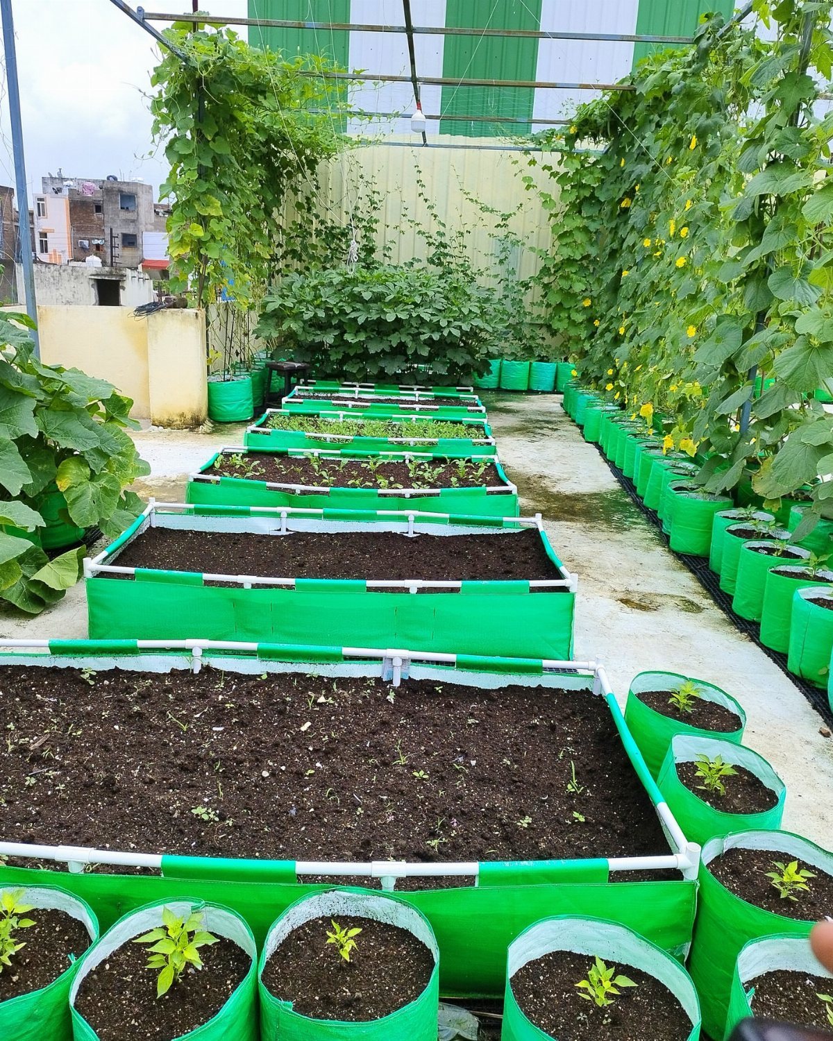 12 Container Garden Ideas for Small Patios, Balconies & Rooftops 5 Green fabric container beds filled with soil and small plants arranged in a garden layout.