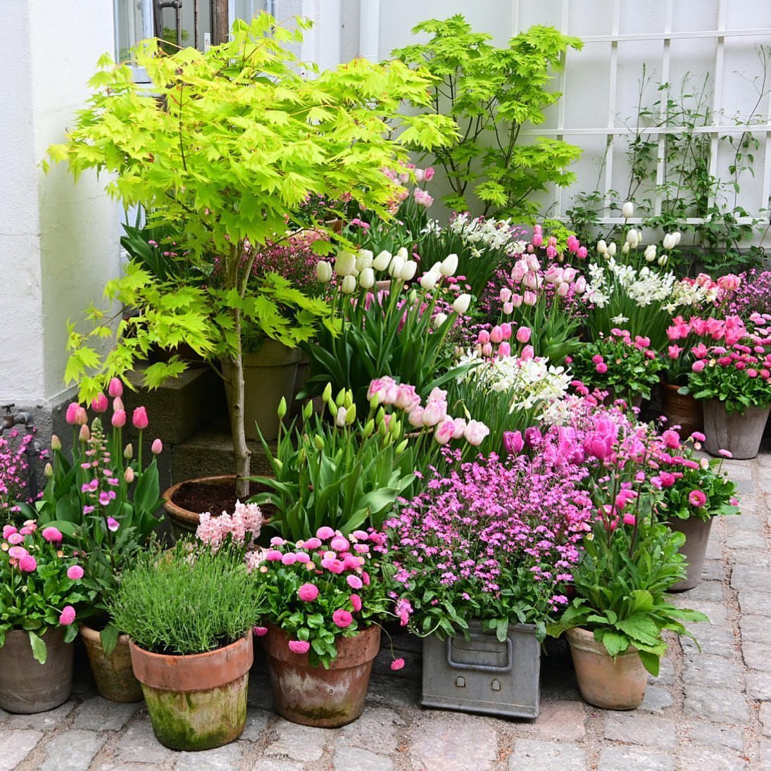 12 Container Garden Ideas for Small Patios, Balconies & Rooftops 11 Various colorful potted flowers and a bright green Japanese maple arranged on a stone patio.