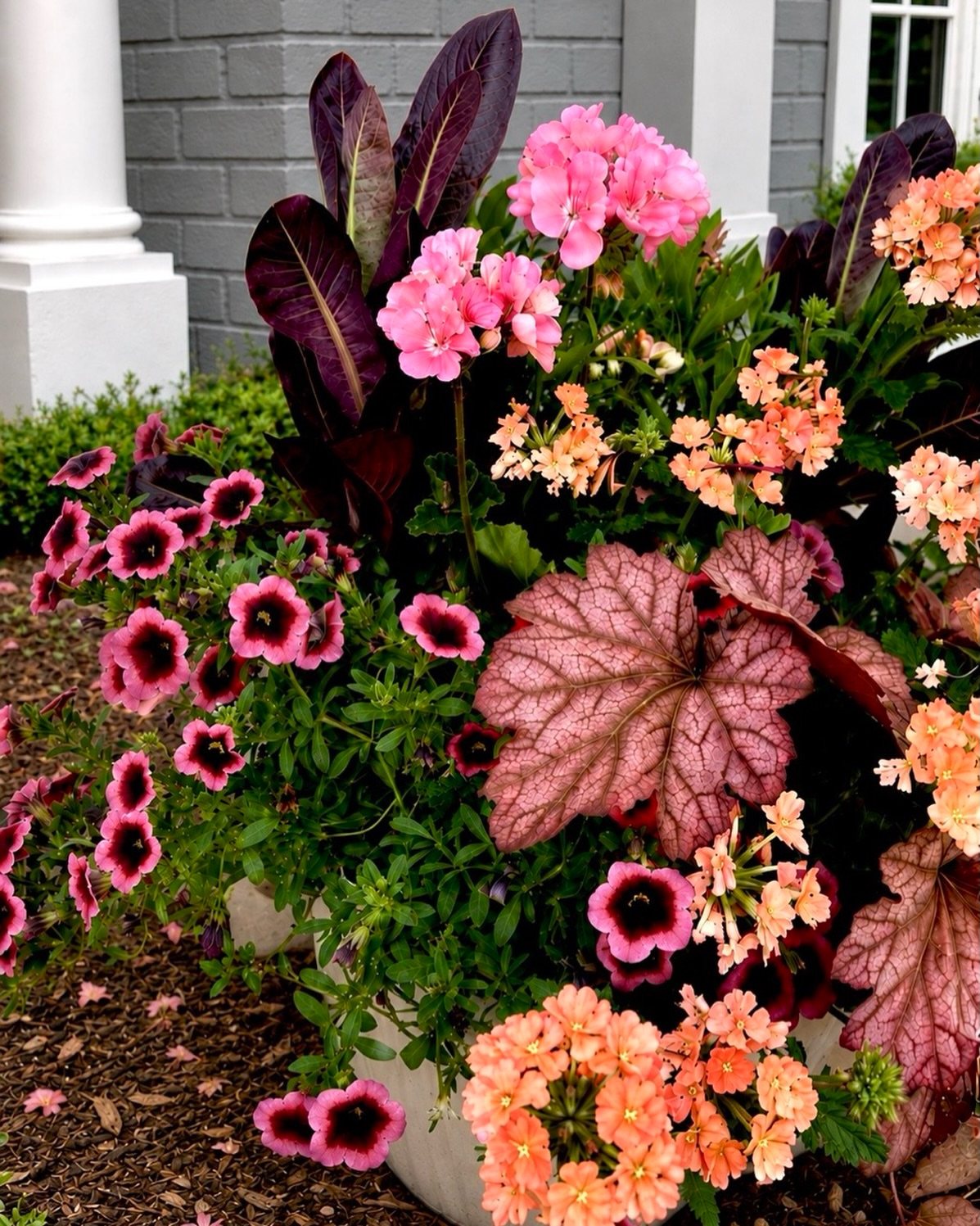 12 Container Garden Ideas for Small Patios, Balconies & Rooftops 1 A lush container garden featuring tall dark foliage, pink geraniums, peach flowers, and trailing petunias in a planter.