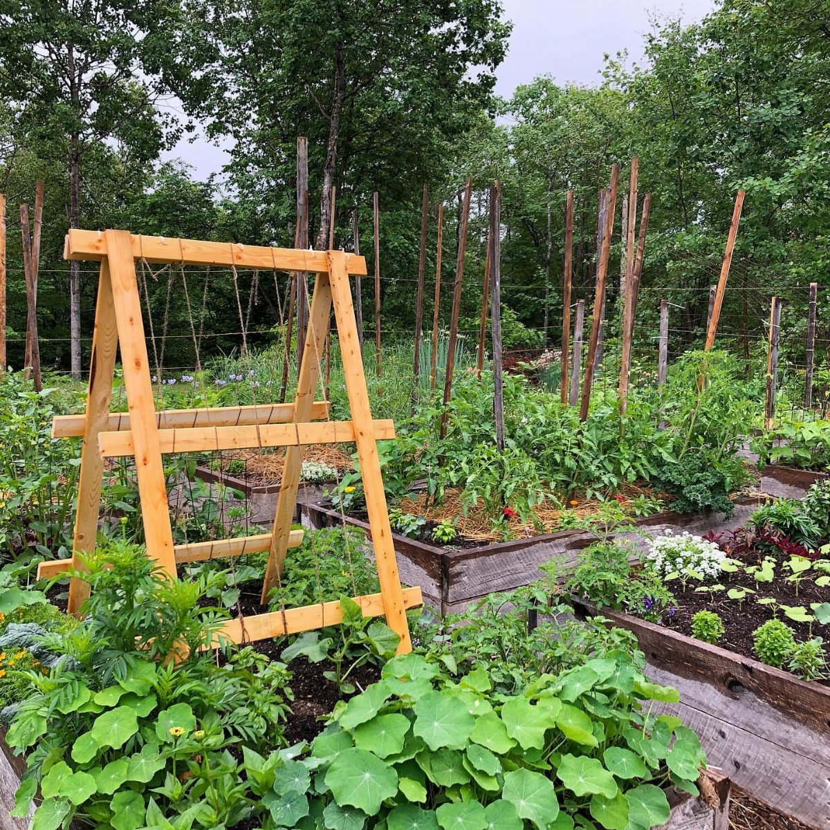 8 Cucumber Trellis Ideas for Small Beds and Big Harvests 1 A wooden A-frame trellis stands amidst green garden plants in a backyard vegetable patch.