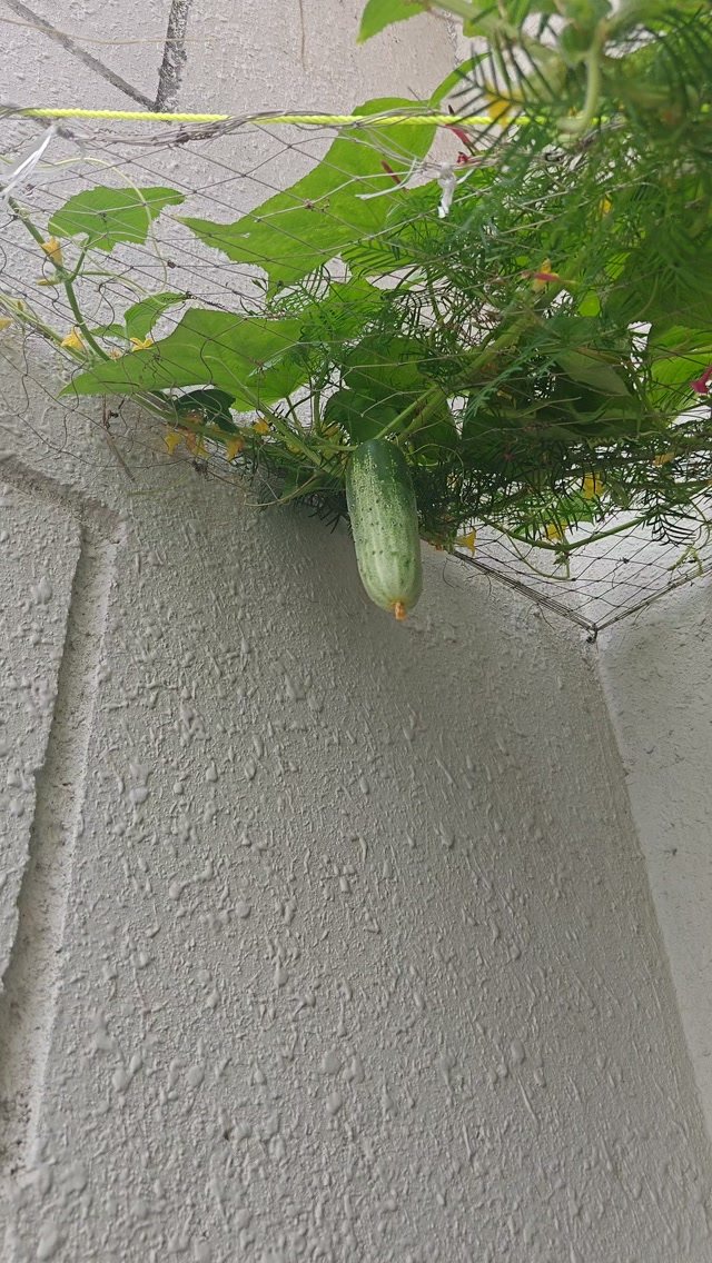 8 Cucumber Trellis Ideas for Small Beds and Big Harvests 3 A green cucumber hanging from a vine growing on a wire mesh trellis against a wall.