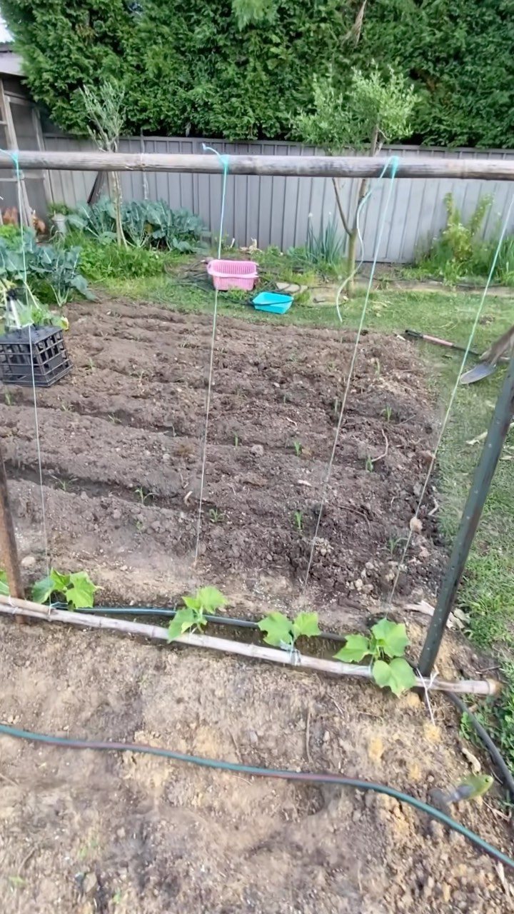 8 Cucumber Trellis Ideas for Small Beds and Big Harvests 7 Vertical blue strings hang from a wooden pole over a garden bed with small sprouts.