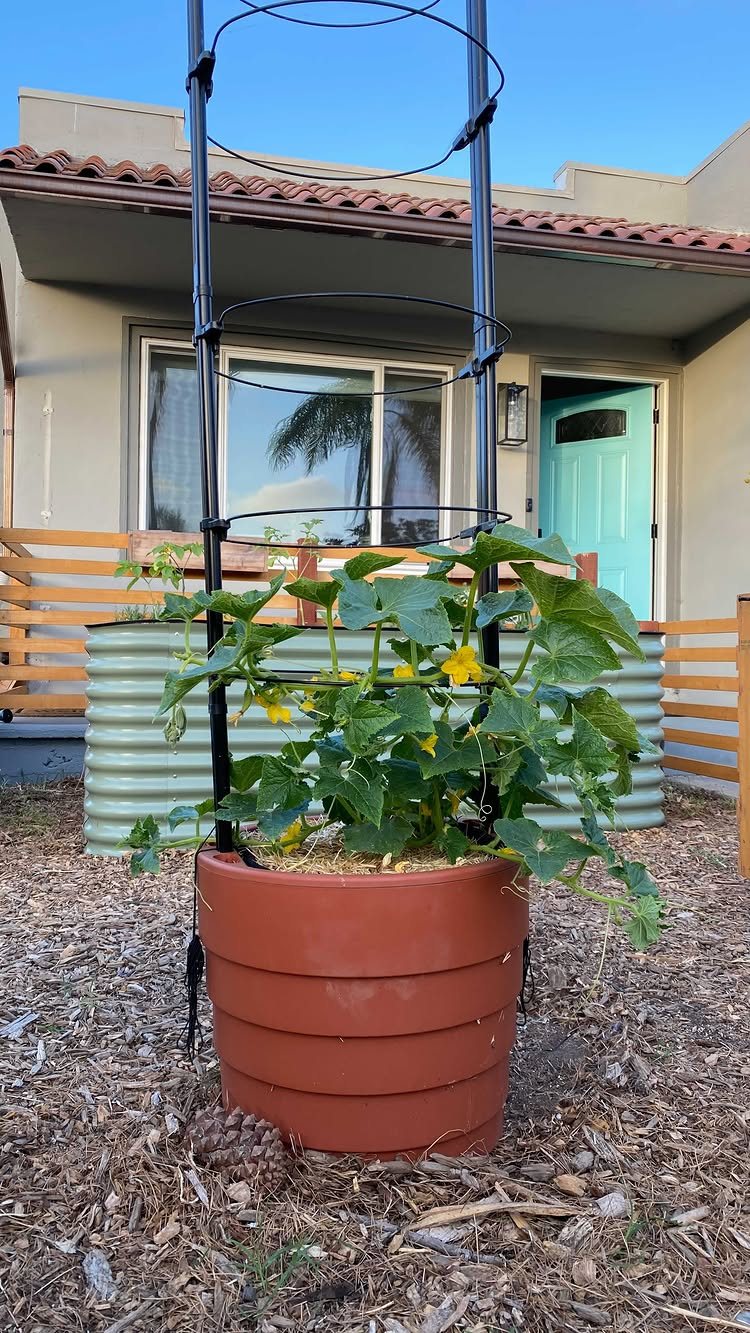 8 Cucumber Trellis Ideas for Small Beds and Big Harvests 8 Cucumber plant with yellow flowers growing in a pot supported by a black metal vertical trellis.