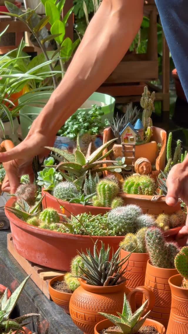 13 Fairy Garden Ideas: Broken Pots to Teacup Worlds 1 Hands arranging small cacti and succulents inside a large broken terracotta pot container.