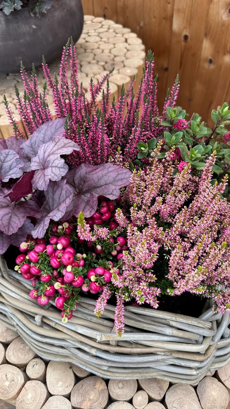 Fall Planter Ideas: 12 Container Combos for Color, Foliage and Texture 4 Pink heather, purple heuchera, and bright pink berries in a grey woven basket planter.