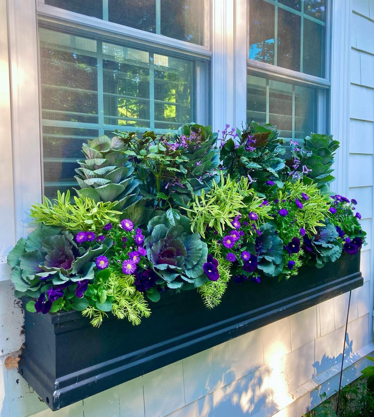 Fall Planter Ideas: 12 Container Combos for Color, Foliage and Texture 1 Purple ornamental kale and aster flowers blooming in a black window box planter.