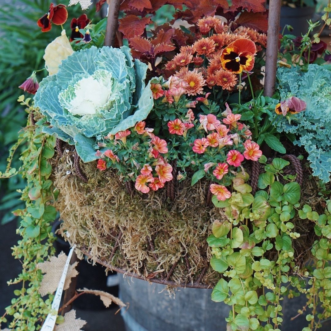 Fall Planter Ideas: 12 Container Combos for Color, Foliage and Texture 7 Ornamental cabbage and colorful pansies growing in a moss-lined hanging basket planter.