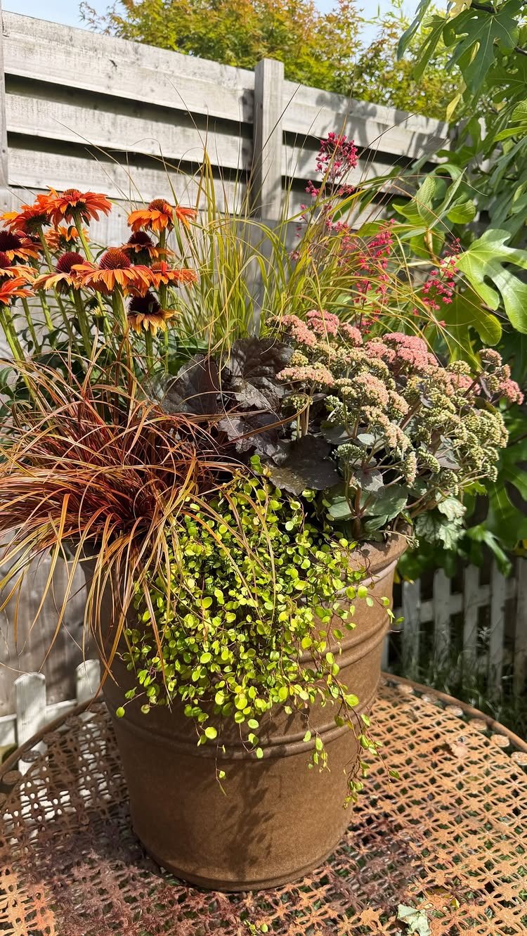 Fall Planter Ideas: 12 Container Combos for Color, Foliage and Texture 2 A terracotta planter containing orange coneflowers, ornamental grasses, and dark purple heuchera foliage.