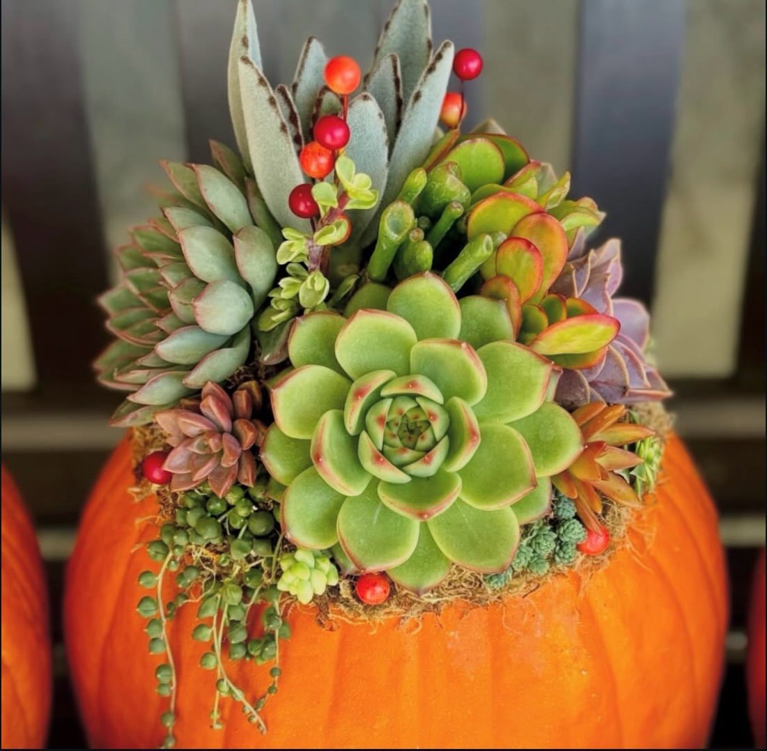 Fall Planter Ideas: 12 Container Combos for Color, Foliage and Texture 10 Various green and red succulents with small berries planted inside a bright orange pumpkin.