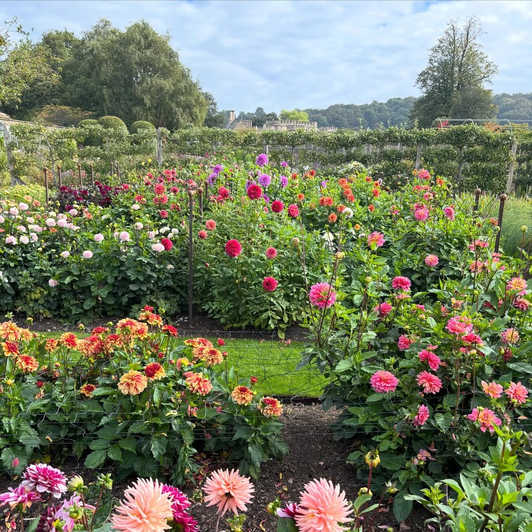 19 Flower Bed Ideas for Every Corner of the Yard 9 Colorful dahlias in pink, orange, and white blooming densely in a lush garden bed.