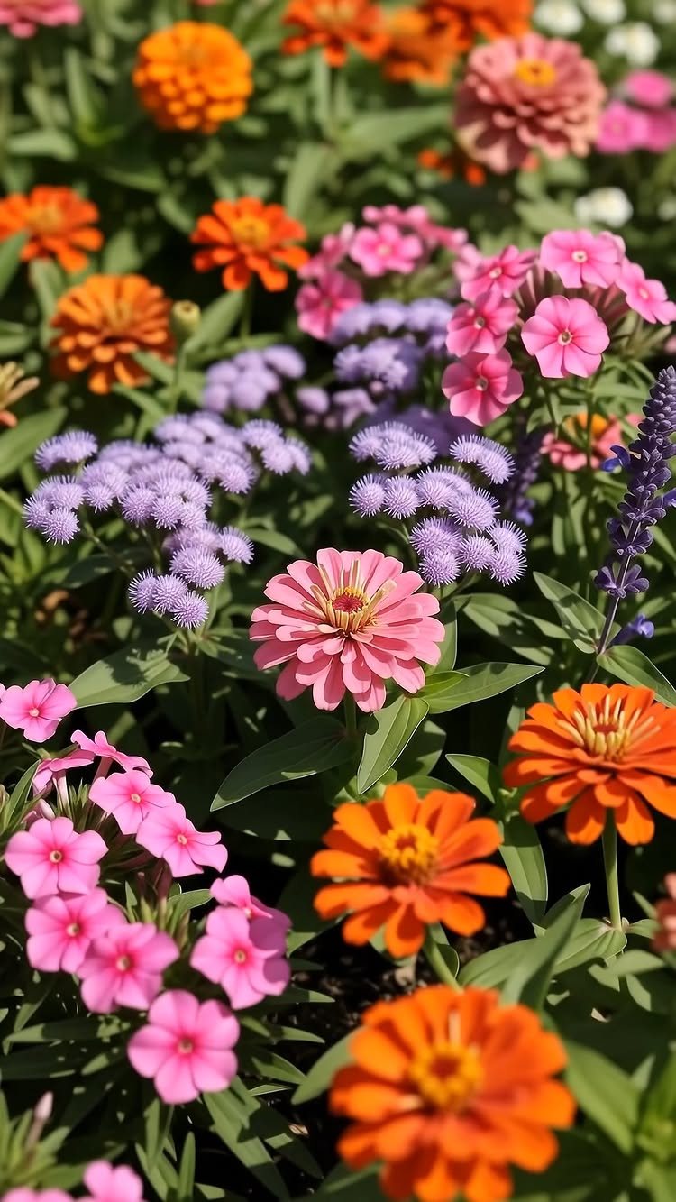 19 Flower Bed Ideas for Every Corner of the Yard 7 Colorful annual flowers including pink and orange zinnias and purple mist flowers in a garden.