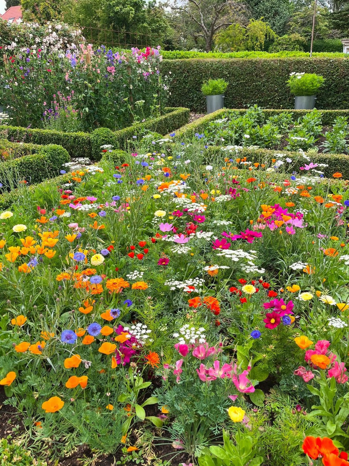 19 Flower Bed Ideas for Every Corner of the Yard 2 Colorful wildflowers in various shades of orange, pink, and purple bloom within a manicured garden bed.