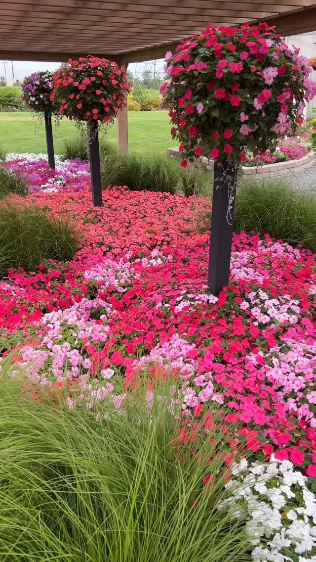19 Flower Bed Ideas for Every Corner of the Yard 10 Pink and red impatiens flowers blooming under a wooden pergola with tall floral topiaries.