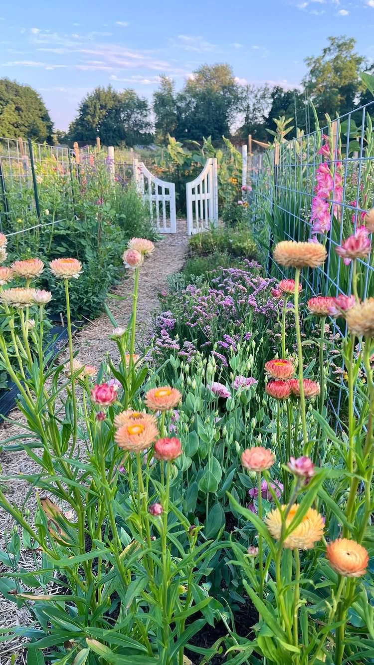 20 Flower Garden Ideas for Every Corner of Your Property 3 Colorful zinnias and cosmos flowers growing in a lush garden with a gravel path and white gate.