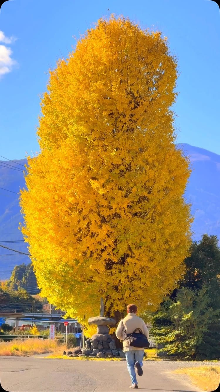 10 Free Fall Phone Backgrounds for Screen Style 7 A massive bright yellow tree stands tall against a blue sky and mountains near a paved path.