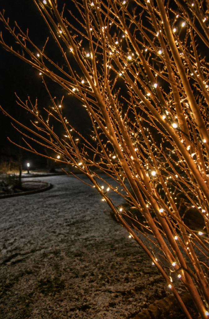 5mm light strand illuminating a decorative crape myrtle tree.