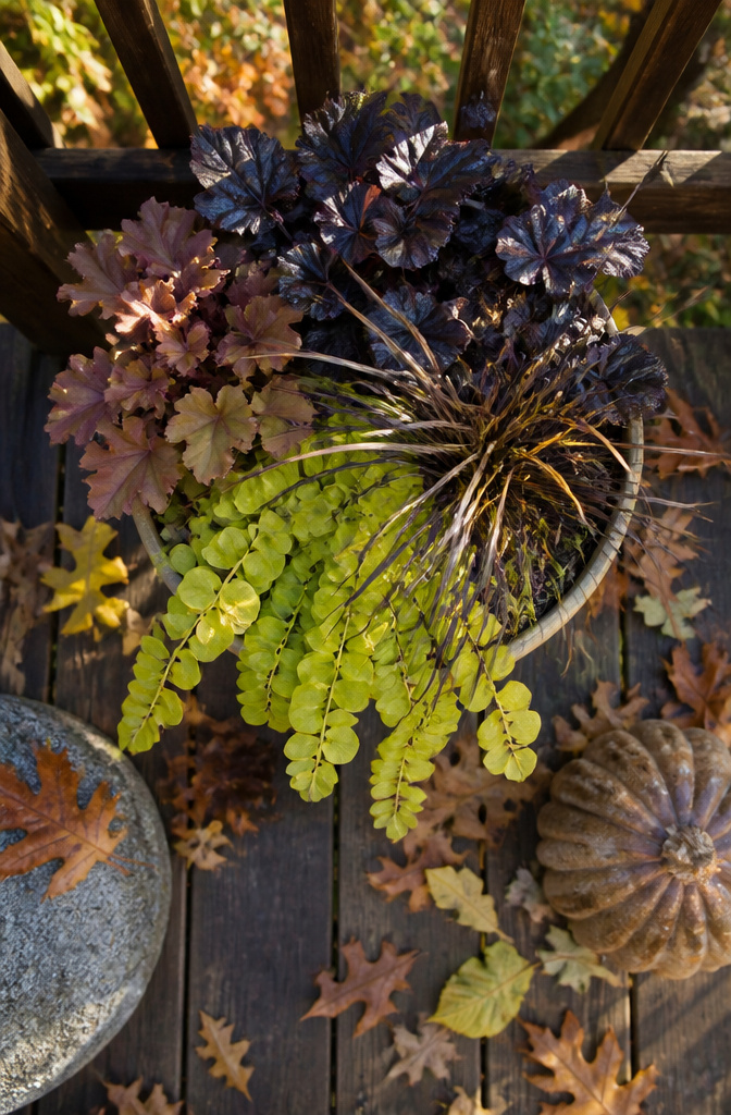 Golden creeping Jenny trailing over the edge of a fall planter.