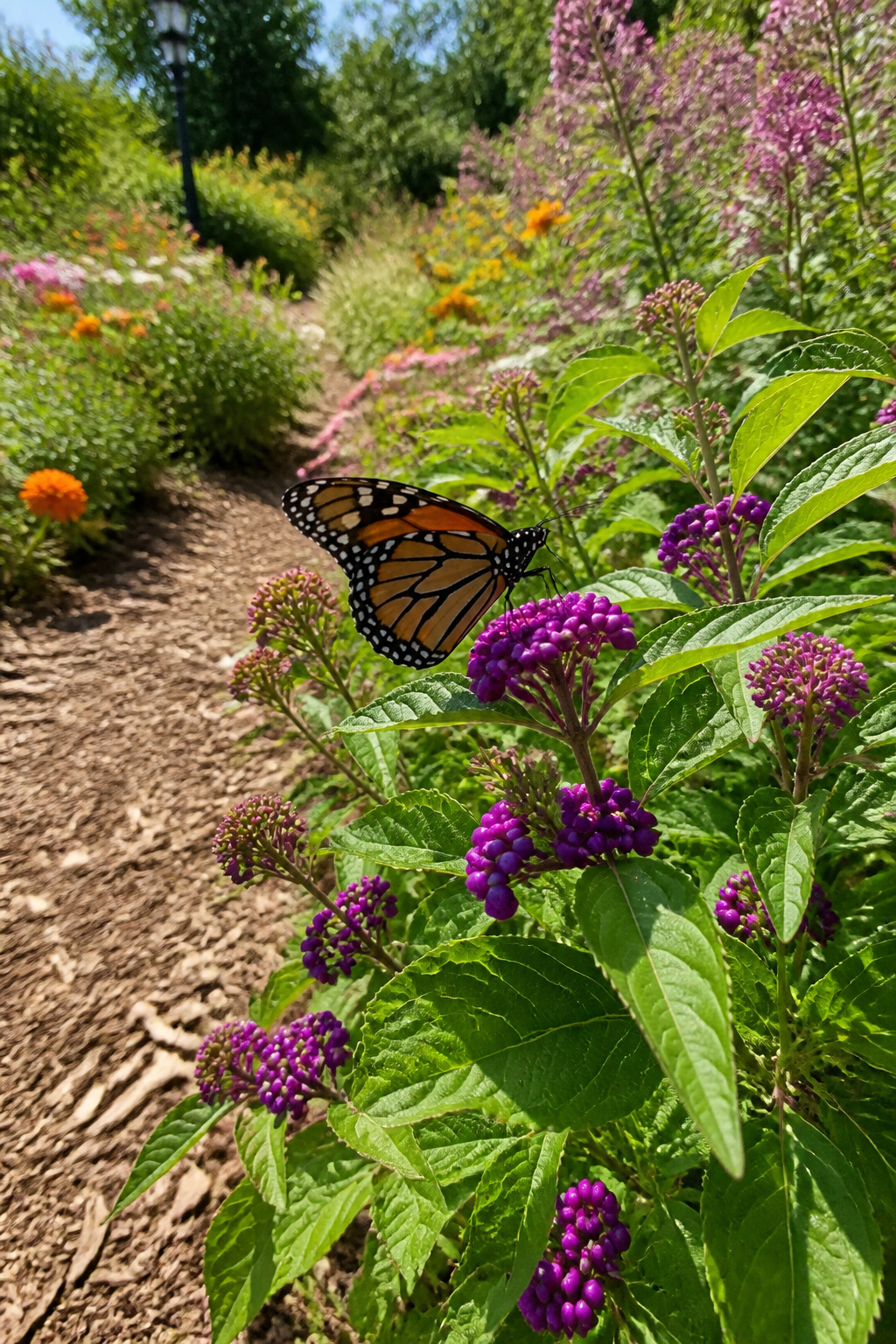 A garden with native plants designed for butterflies.