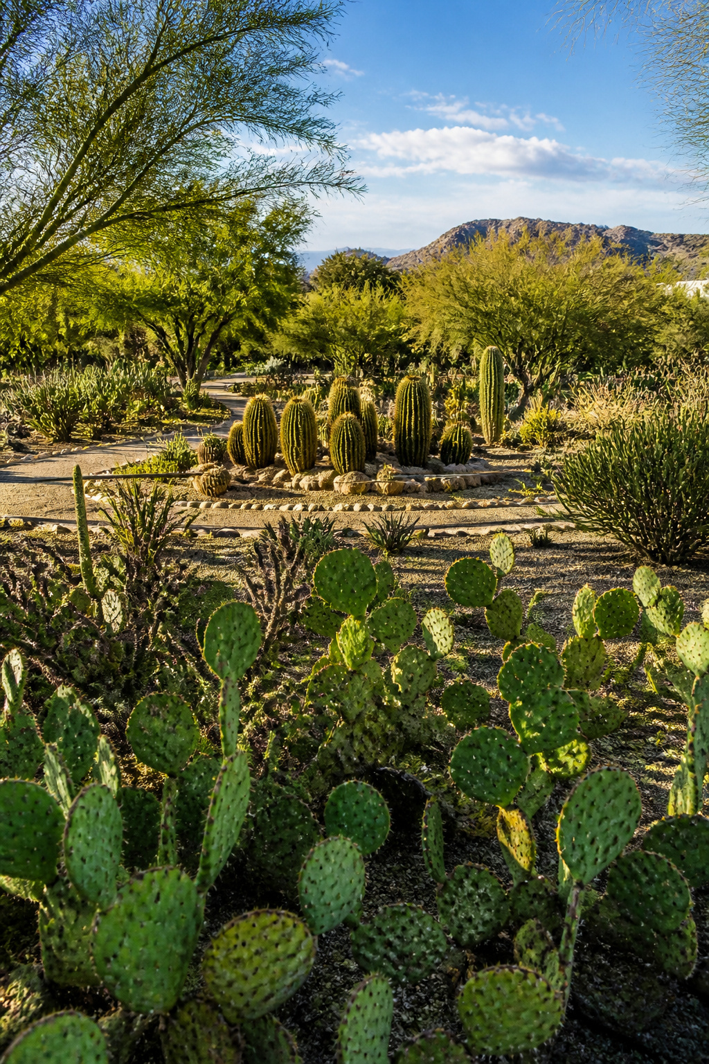 A cactus garden with numerous cacti and succulents in a desert setting.
