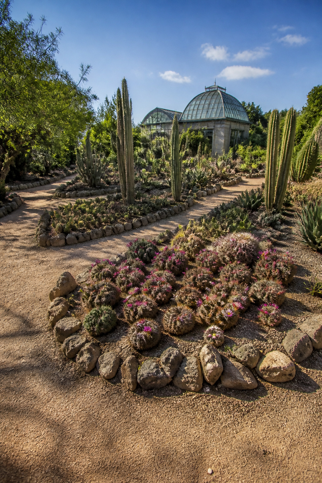 A cactus garden displaying various native Texas cacti and a greenhouse.