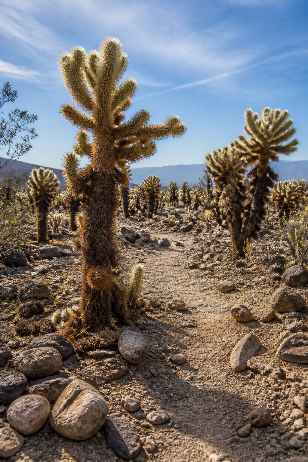 A natural area filled with teddybear cholla cacti in Joshua Tree.