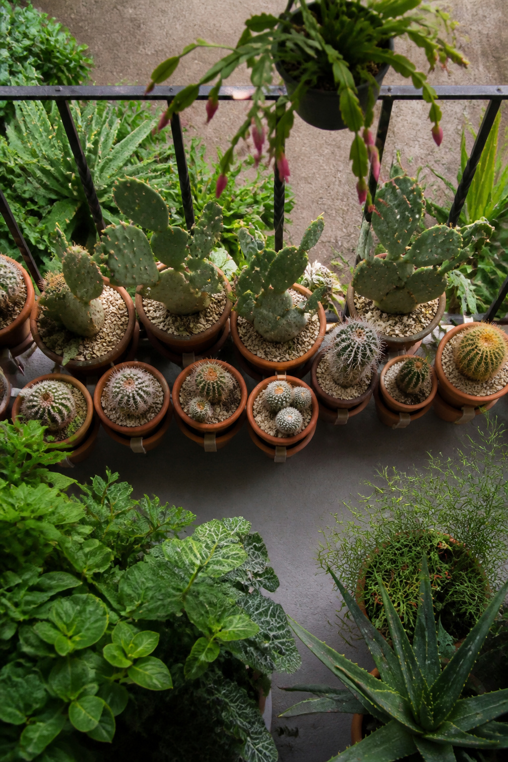 A small cactus garden on a balcony with several potted plants.
