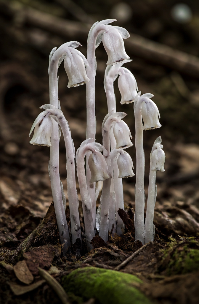 Tree Roots Vs Tree Plants Without Chlorophyll: How Indian Pipe, Hydnora, and Five Others ...