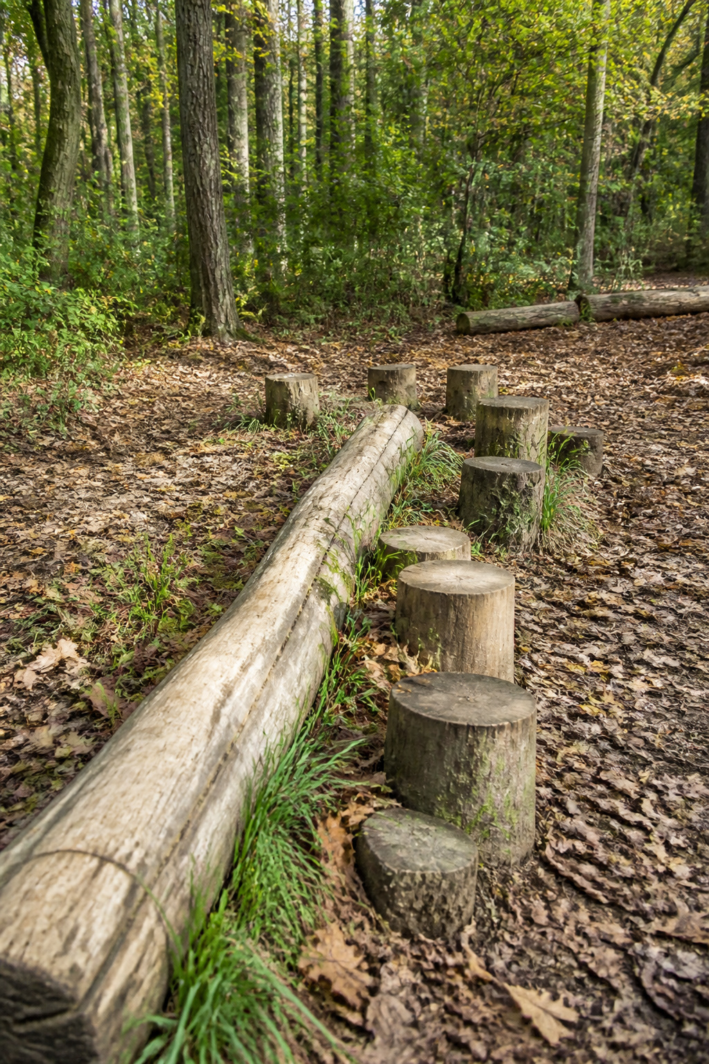 Logs and tree stumps arranged for children to balance and jump.