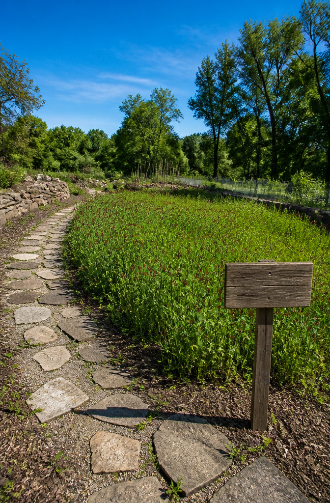 A garden bed planted with cover crops to improve soil health.