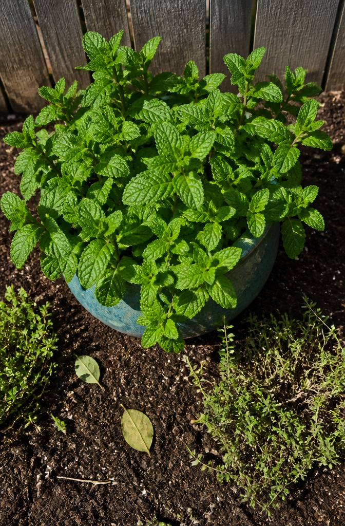 Mint plants growing in a garden bed, showing signs of spreading.