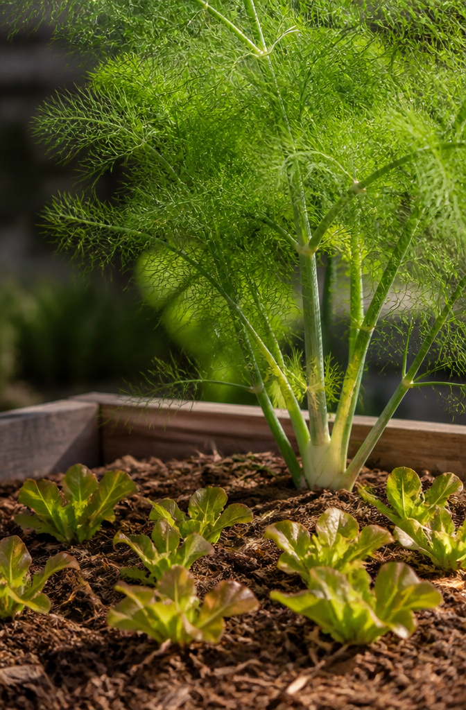 Fennel and lettuce plants growing in a garden bed.
