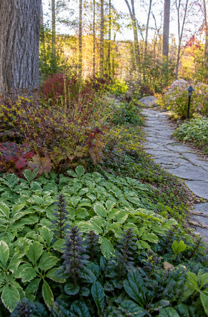 Ground cover of Aegopodium and Ajuga in a garden corner.