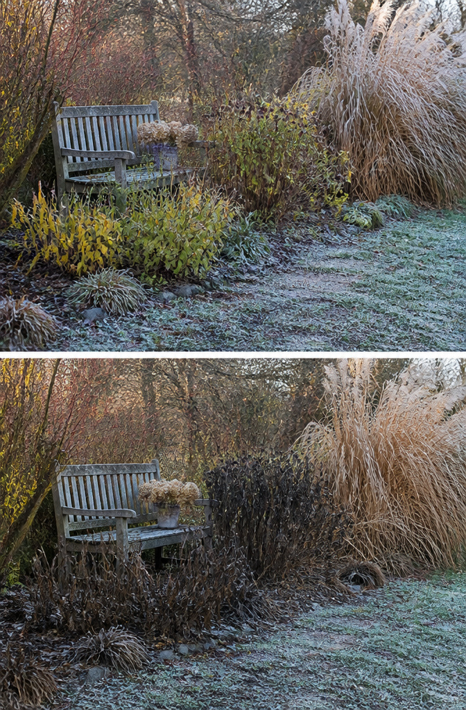 Ragged foliage of Anemone, blackberry lily, and Joe-Pye weed after frost.