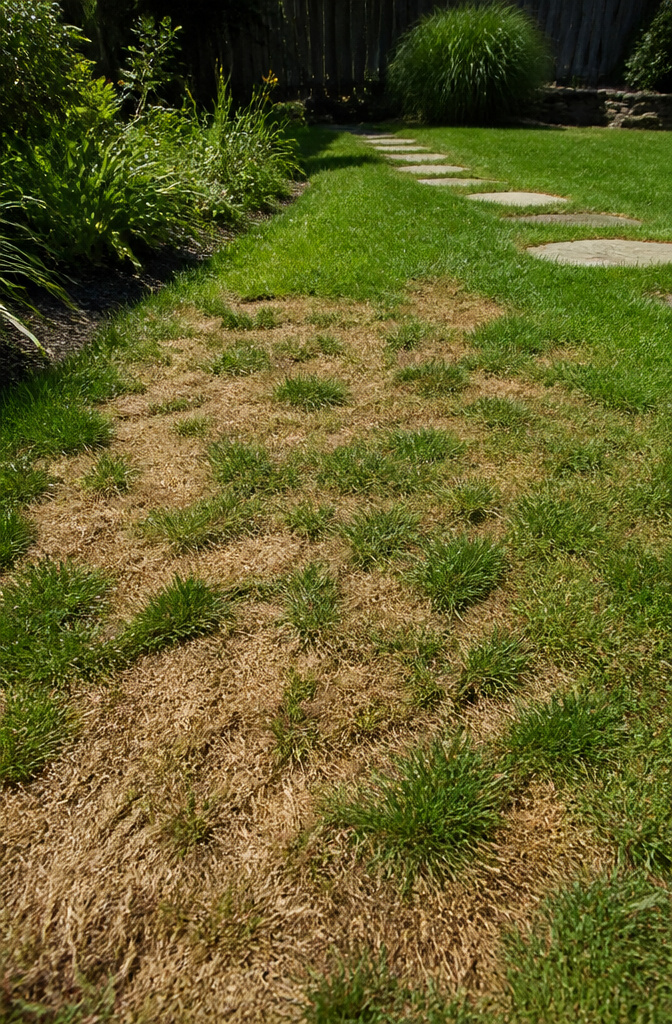 A section of lawn with large brown patches and uneven grass.