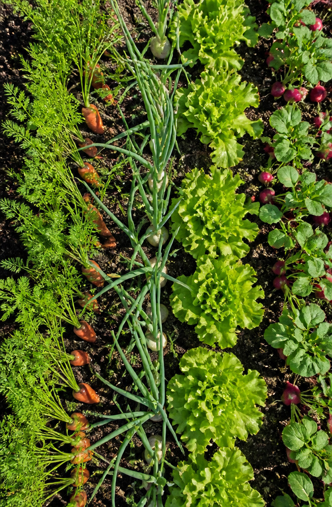 Different vegetable plants growing together in alternating bands in a garden.