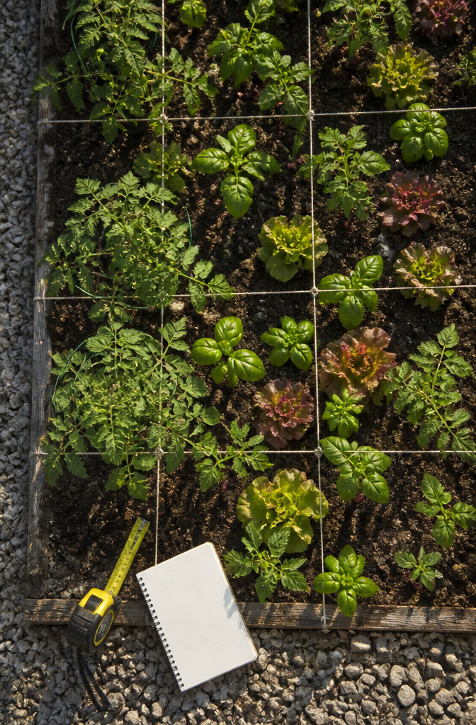 A garden layout showing companion plants growing together in a small space.