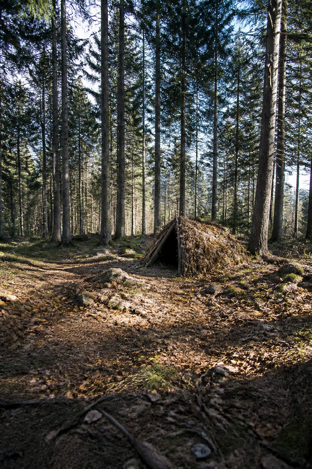 Survival Priorities: What Comes First in the Backcountry 1 A lean-to shelter made of branches and leaves in a forest.