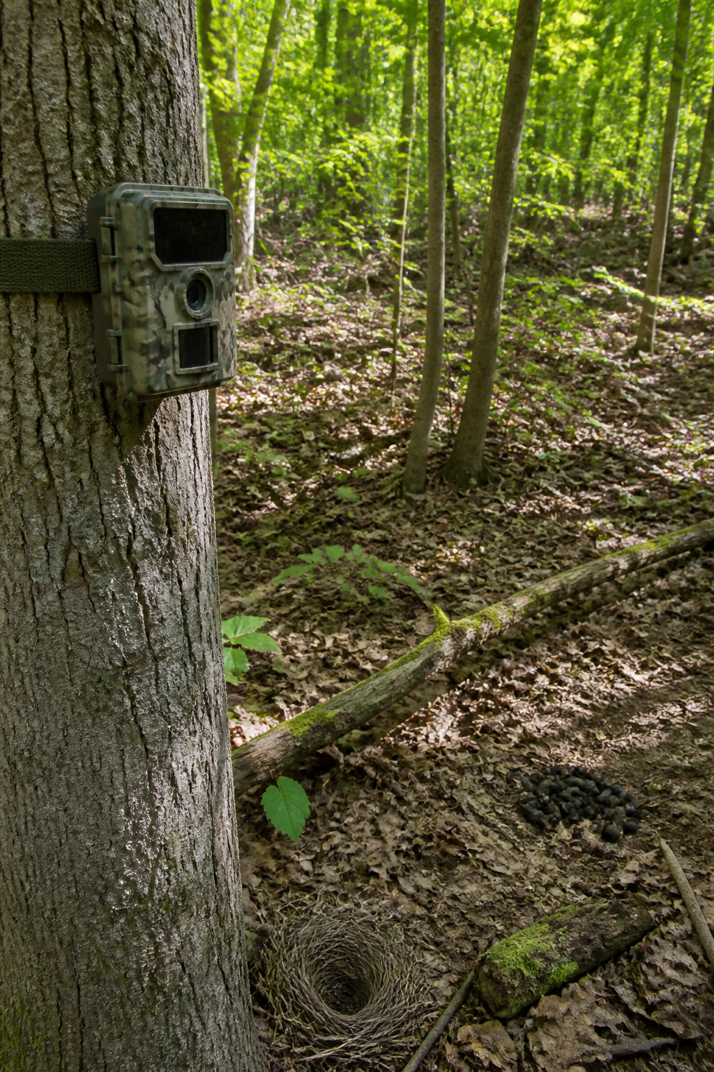What Are Trail Cameras Used For? 7 Practical Applications 5 A trail camera mounted on a tree in a research area.